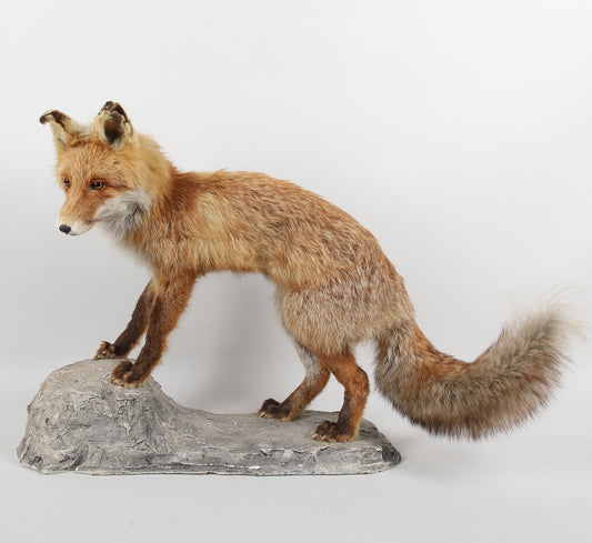 TAXIDERMI, räv.