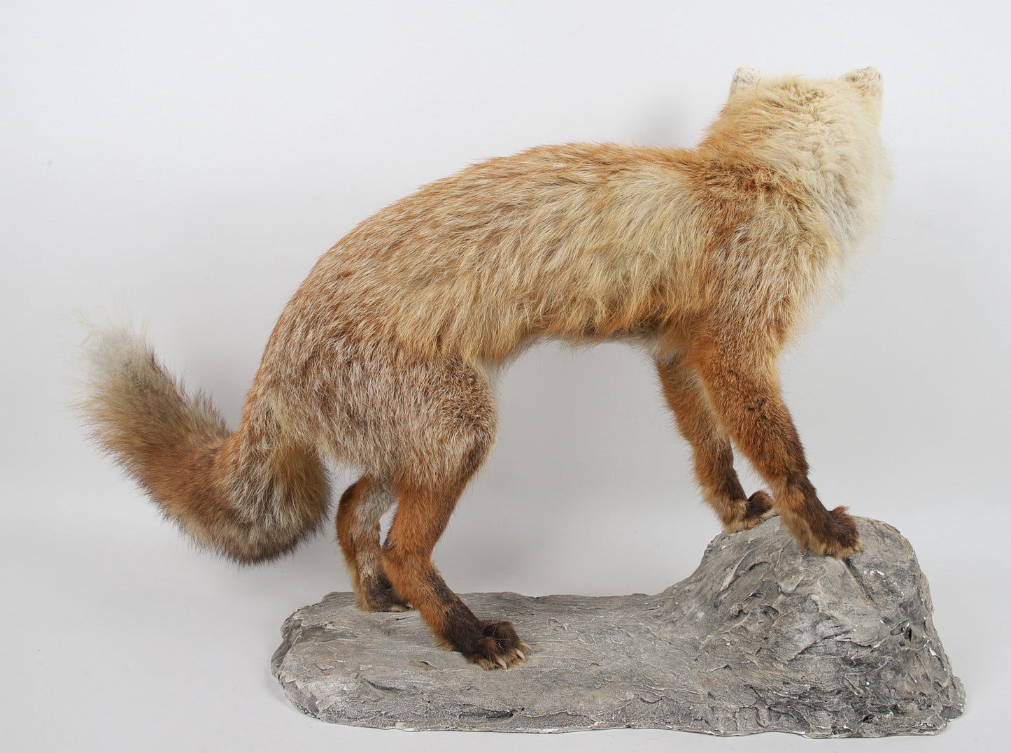 TAXIDERMI, räv.
