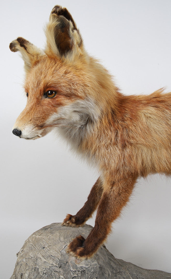 TAXIDERMI, räv.