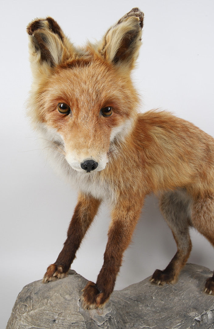 TAXIDERMI, räv.
