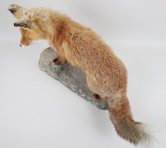 TAXIDERMI, räv.