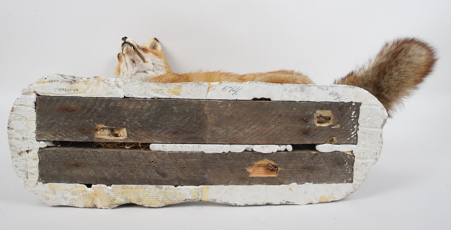 TAXIDERMI, räv.